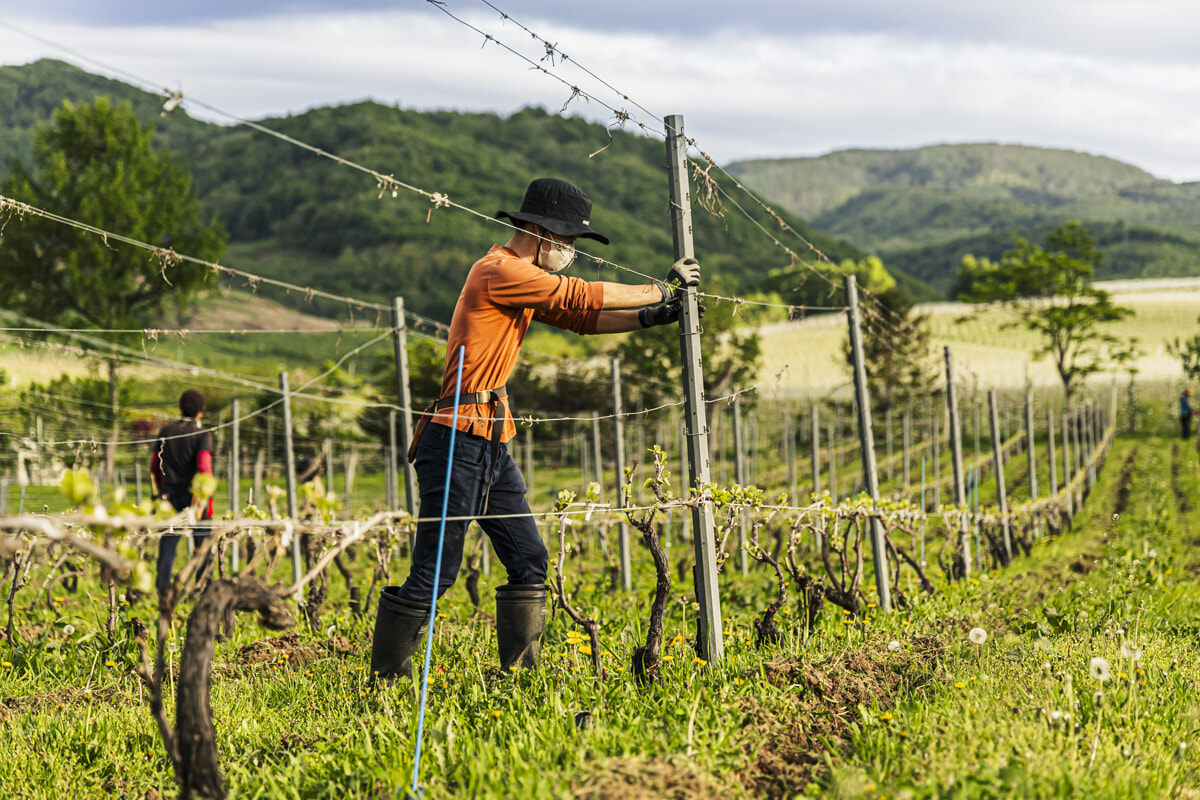 ドメーヌ・タカヒコに聞いた、余市の自然派ワインが世界から注目される