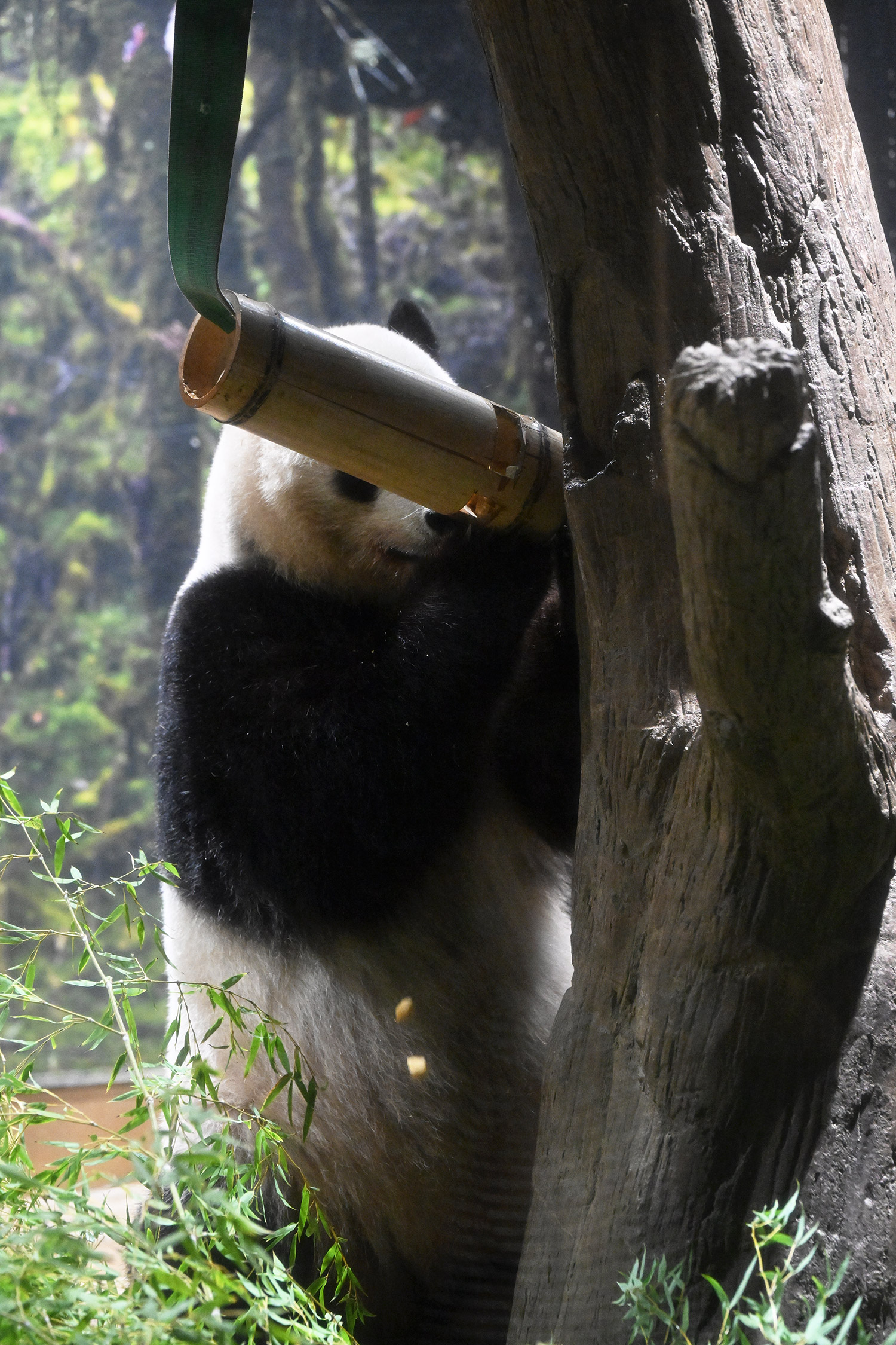 今日のパンダ（3965日目）