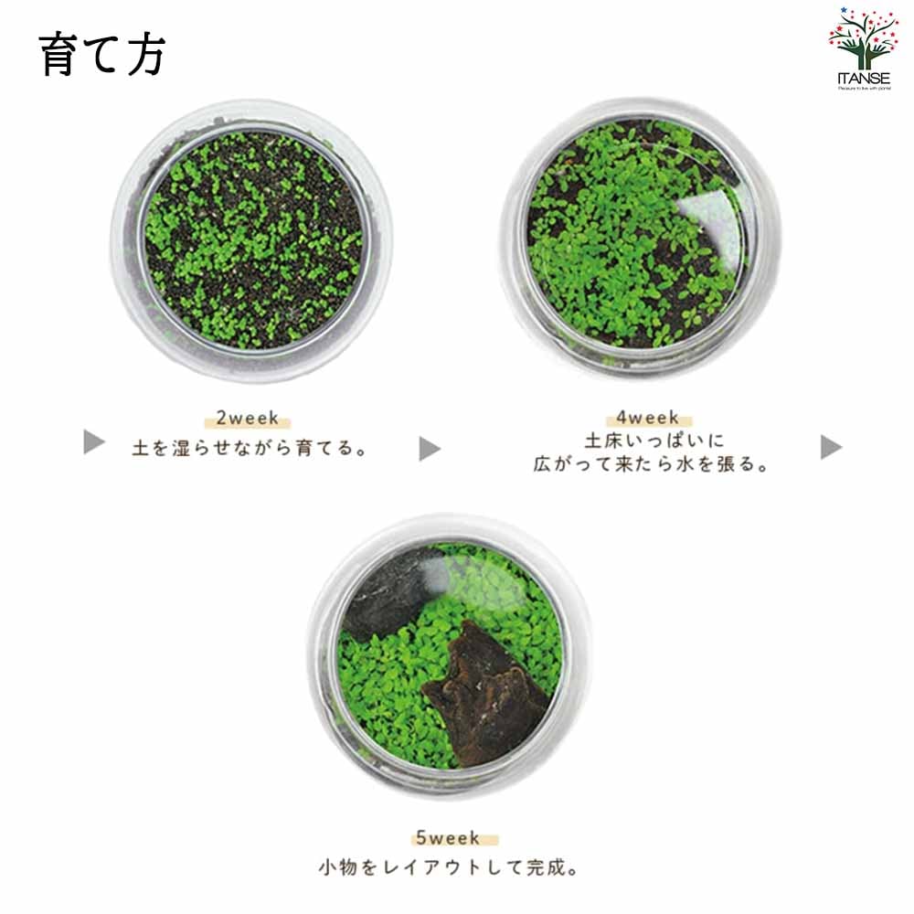 栽培セット 育てる水草 【Sサイズ／1個売り】｜ 【植物のITANSE