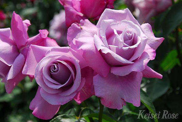 ファイル・ヒェン・ブラウ（大苗）7号鉢植え バラ苗 つるバラ オールド