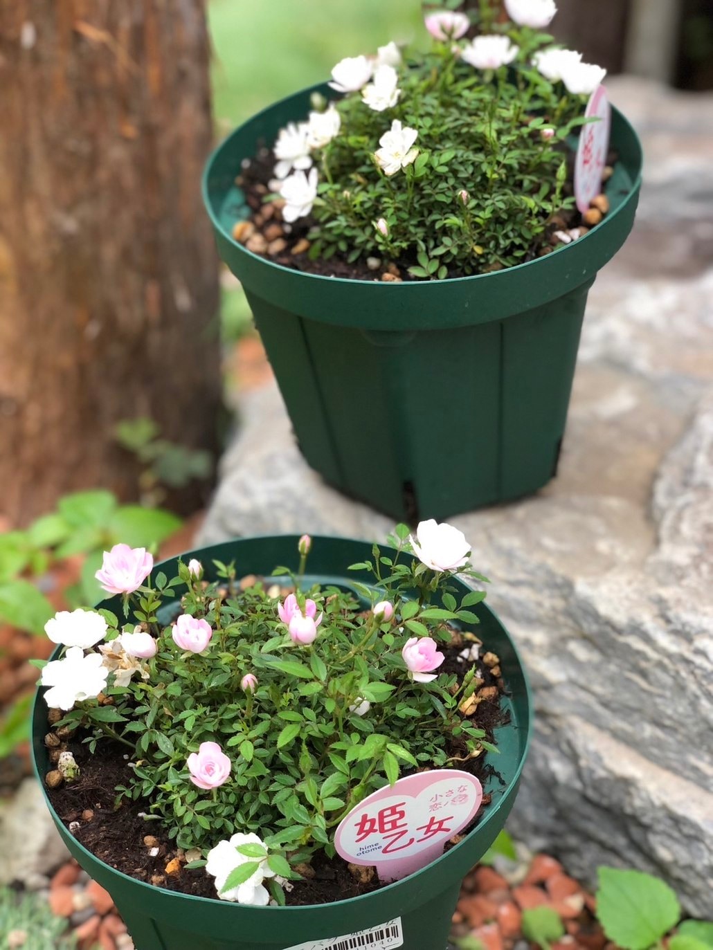 ヴァイスシュヴルツ グリザイアの迷宮 迷宮に咲く花 一姫 グリザイア