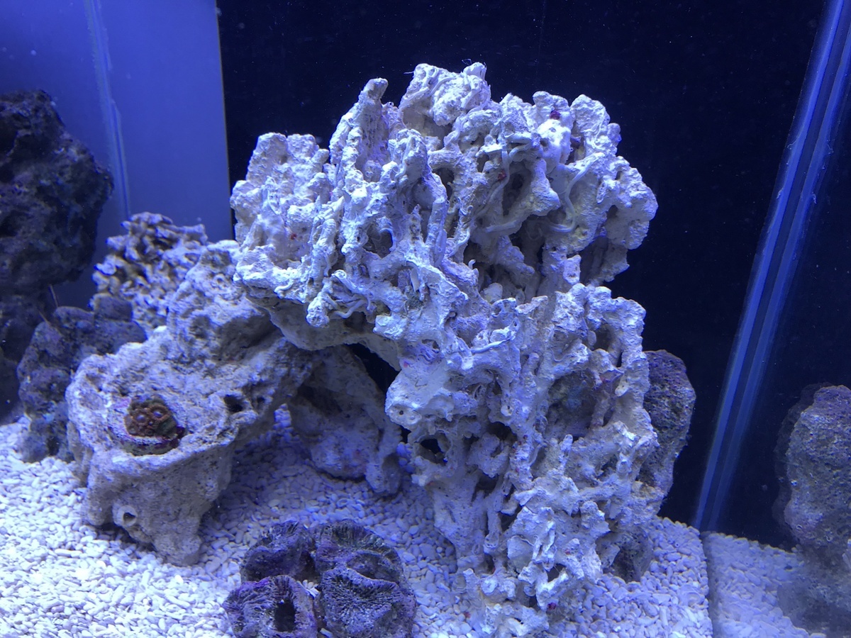 ライブロック 盆栽 ハングアウト デスロック レイアウト サンゴ