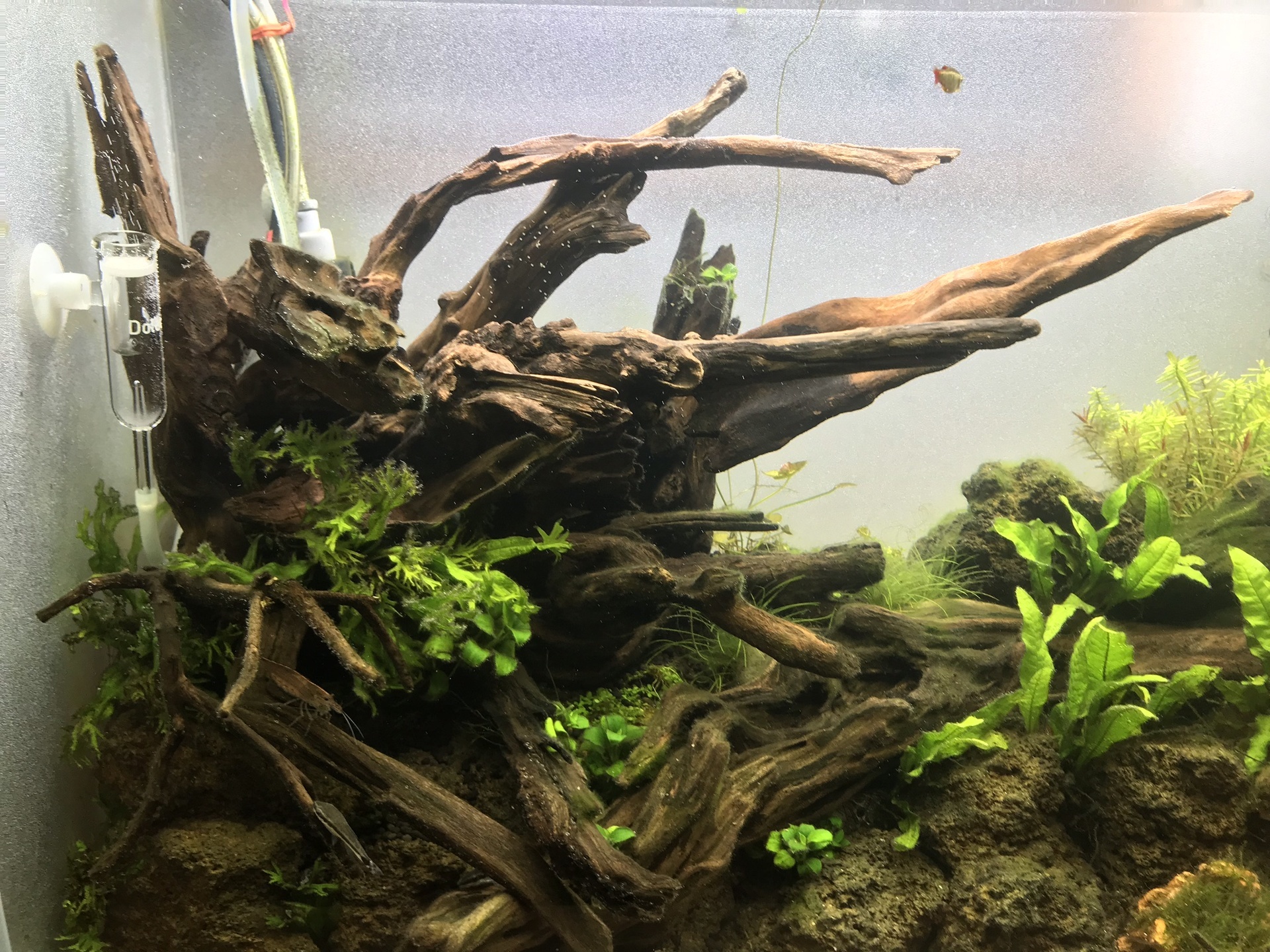 30cm水槽用 流木3本セット（ナチュラル色）【AQUASHOP wasabi