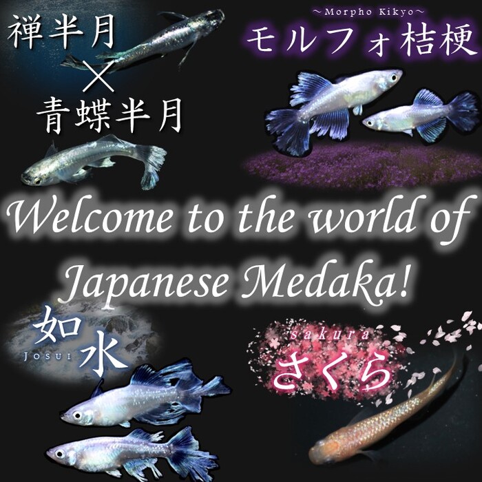 Welcome to the world of Japanese Medaka! | 改良メダカWEB図鑑