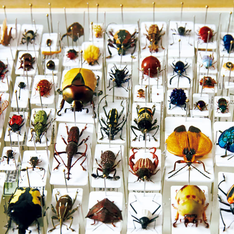 昆虫の標本？ 【公式通販】