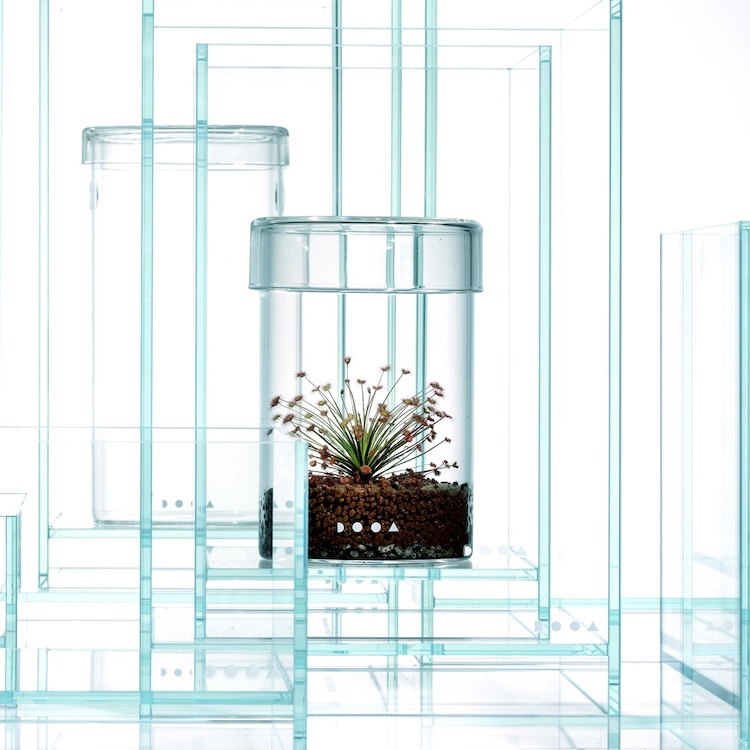 ガラスケース600×300×360 食虫植物・サボテン・苔・多肉・観葉植物・昆虫・