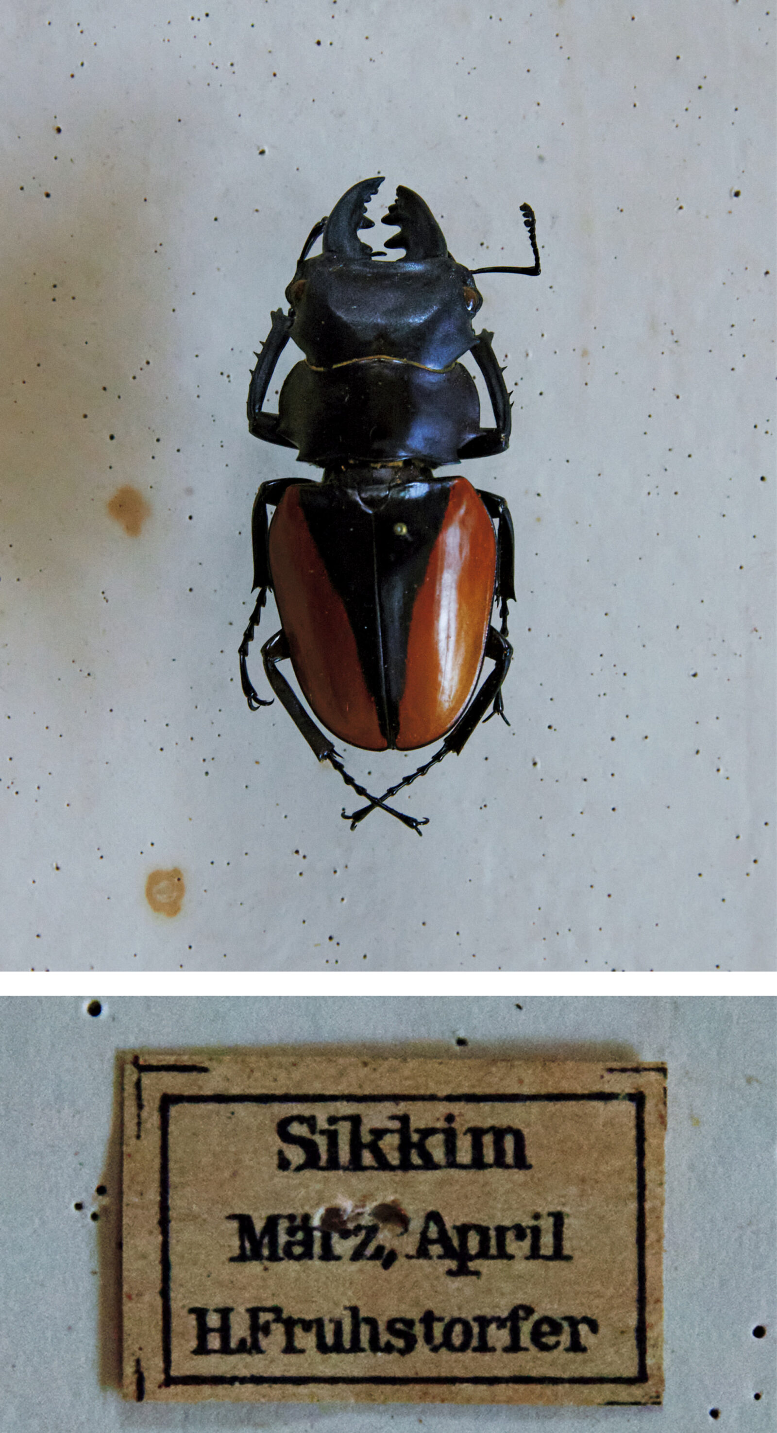 昆虫標本文化の世界史。大航海時代のエキゾティシズムから、現代日本