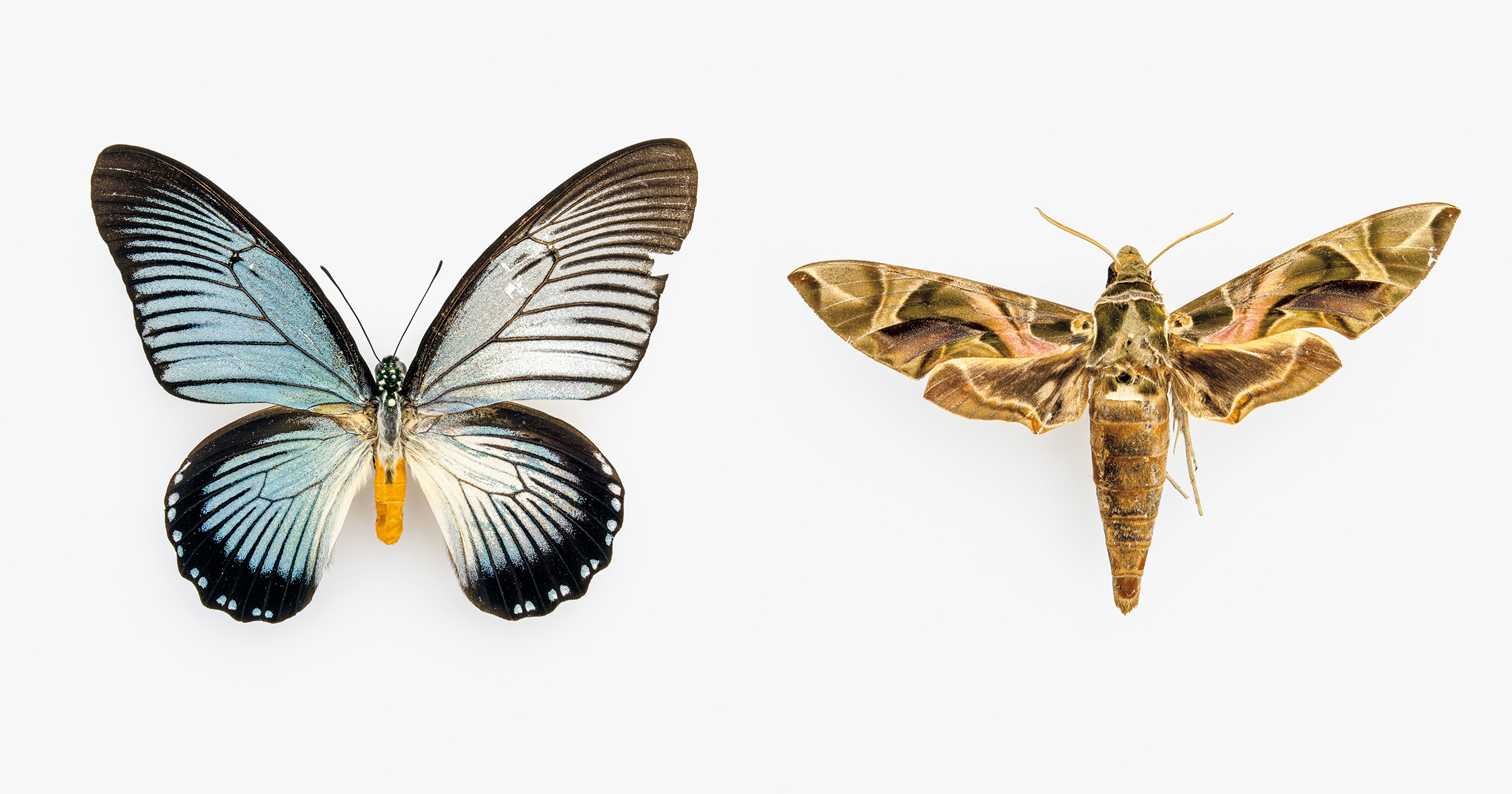 美麗種 リチャーバトラフヤママユ 蛾 標本 _ _ mountain cocoon moth