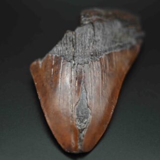 メガロドンの歯の化石 mgaz5003 | Megalodon-teeth.jp