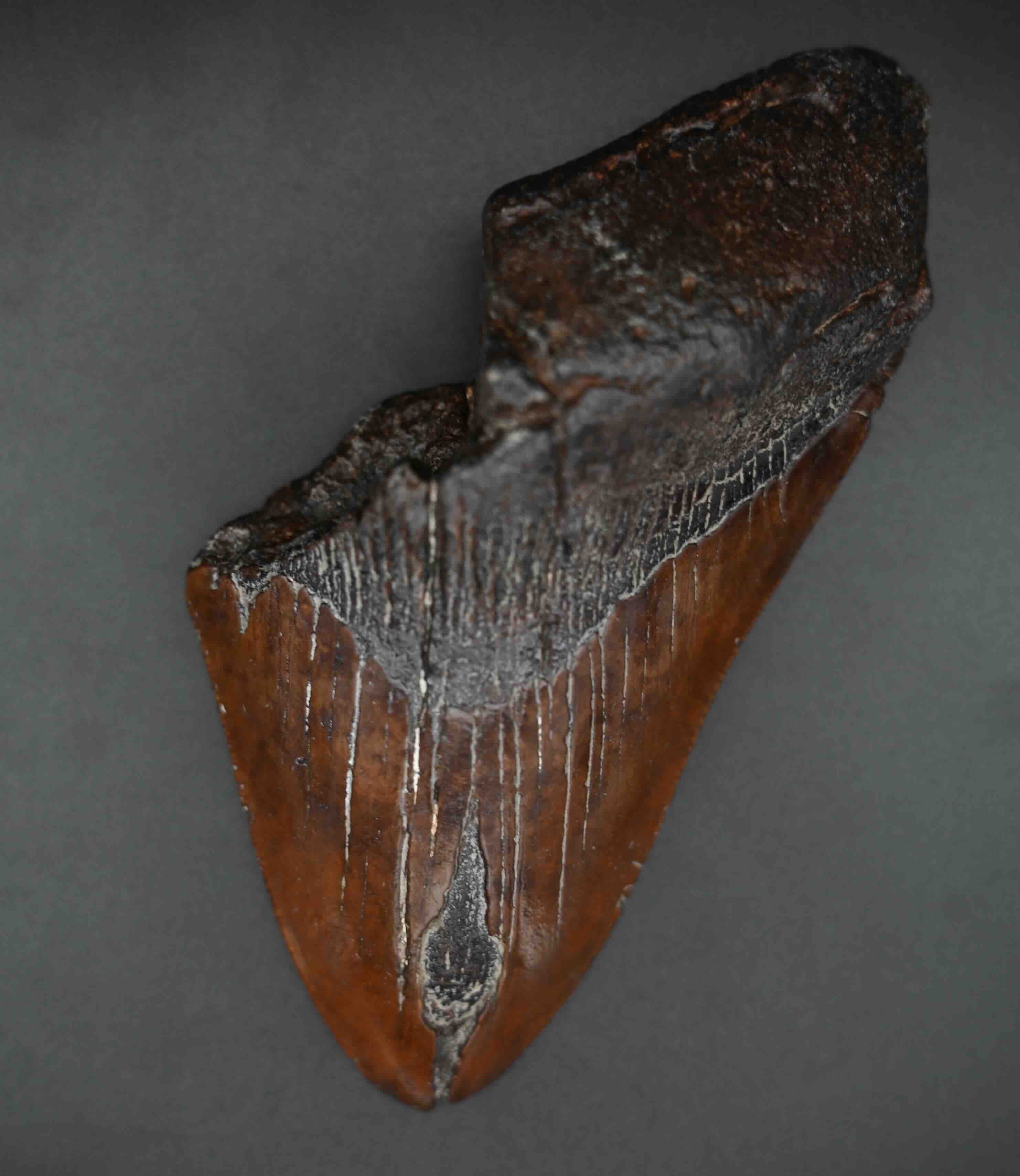 メガロドンの歯の化石 mgaz5003 | Megalodon-teeth.jp