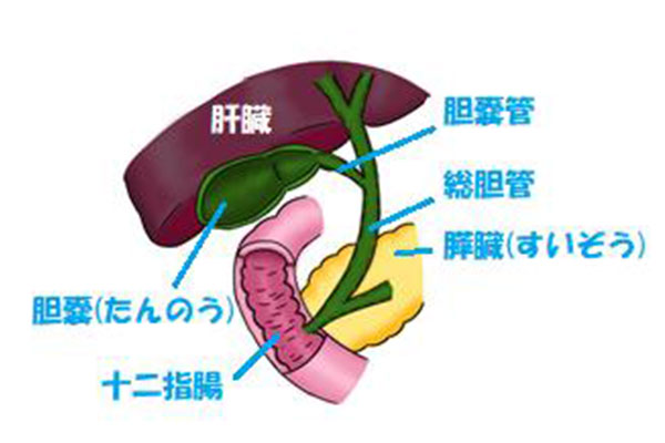 胆嚢(たんのう)に石があると言われたら～胆石症について～ | みどり