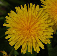 トウカイタンポポ Taraxacum platycarpum var. longeappendiculatum