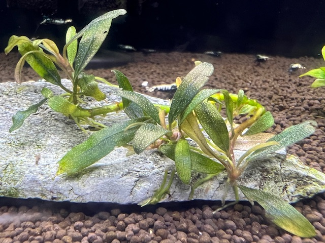 活着）ブセファランドラsp.クアラクアヤンtype1（石付） - 熱帯魚のmishima