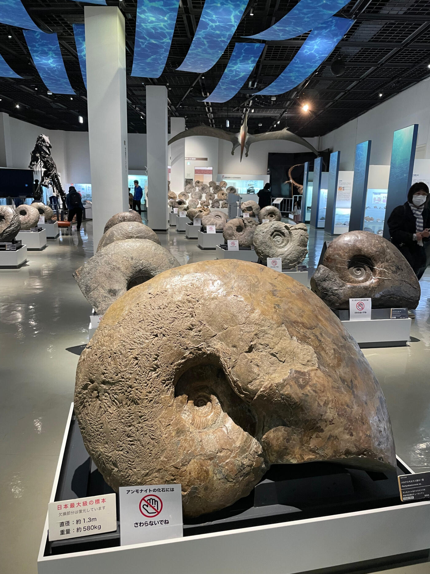 北海道 大きなアンモナイト 化石 / ポケモン 夏休み 自由研究 恐竜