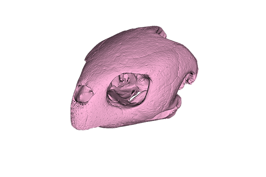 ウミガメの頭骨、頸椎他 ウミガメの頭骨・頸椎他 - メルカリ