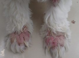 パーソナルケアPⅡ＋ 1袋（30粒） | 犬の皮膚科 メディカルスキンケア