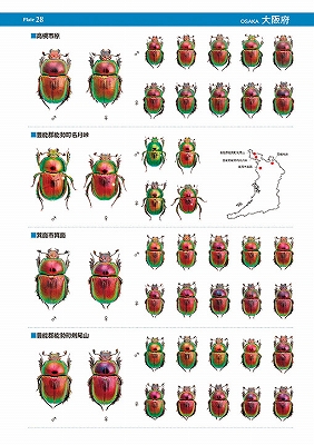 日本のオオセンチコガネ
