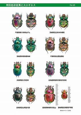 日本のオオセンチコガネ