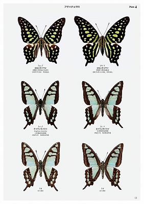 日本の迷蝶大図鑑