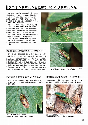 日本産タマムシ大図鑑