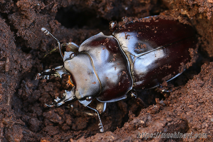 ヤエヤママルバネクワガタ飼育記録 【飼育品】ヤエヤマ