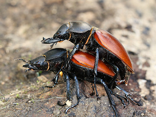 ニティドゥスマルバネクワガタ(ラオス北西部・タイ北部亜種)