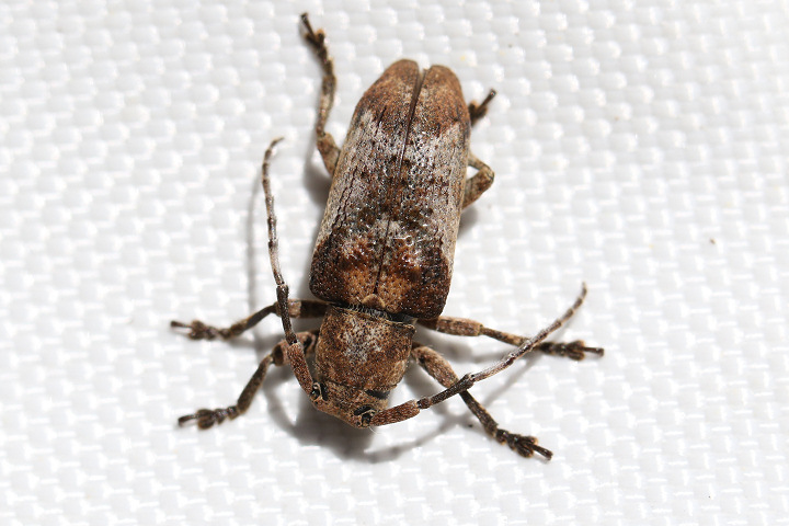 ザンビア産サソリカミキリ47mm