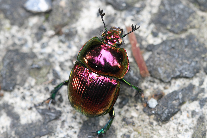 大特価 オオセンチ/センチ/レインボーセンチ82匹 +赤系18匹＋オマケ 大