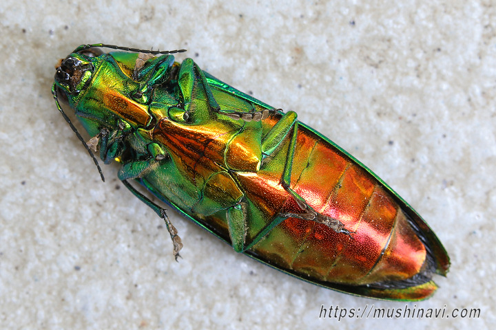 ヤマトタマムシ