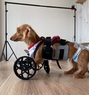 保護犬に前足用車いすを作ってあげたい！あなたの優しさを一緒に届けま