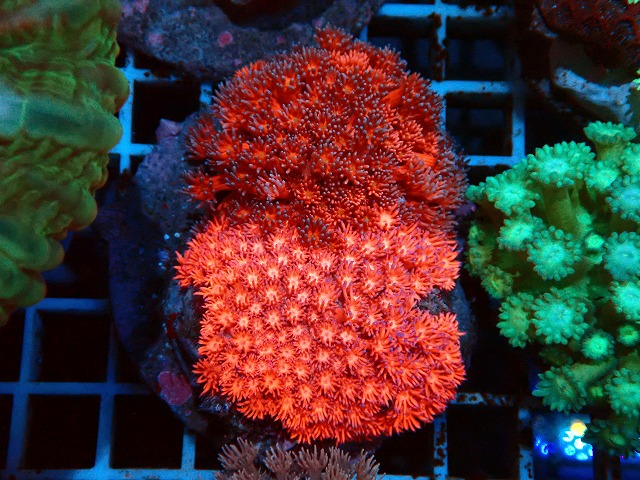 ハナガササンゴ、クサビライシなど美個体LPSたっぷり在庫中！！ | 生麦