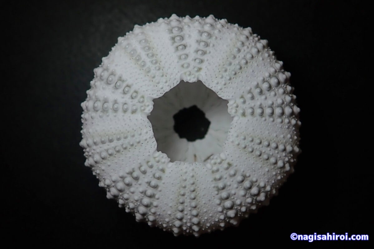 ウニ殻コレクション】なぎさひろいがハマるウニ殻の魅力！？ | うみ