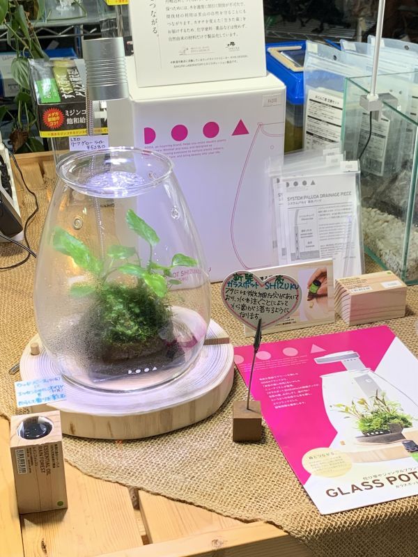 ADA DOOA GLASS POT SHIZUKU 入荷しました。 - What's New｜Aqua