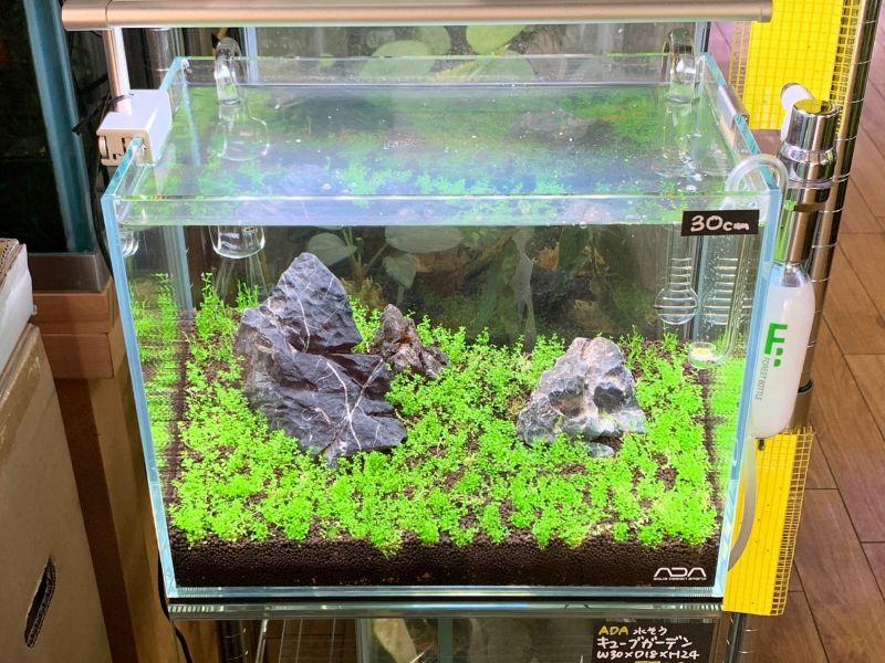 新品未開封】ADA 水槽 キューブガーデン 30cm ソルスタンドRGB 水草