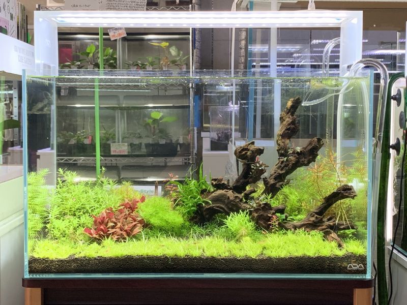 sale 高級水槽ADA 60cm セットおまけたくさん。