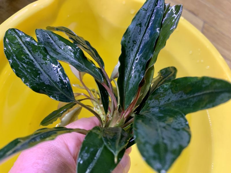 ブセファランドラsp.パールグレイ カミハタ便入荷しました。 - What's