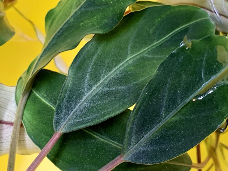 ブセファランドラsp.パールグレイ カミハタ便入荷しました。 - What's