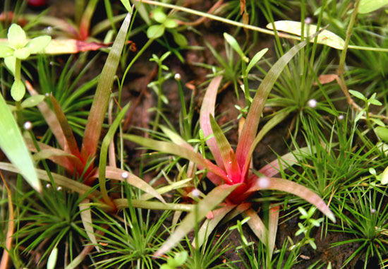 特価xyris sp red水中葉子株1株水草ADA水槽