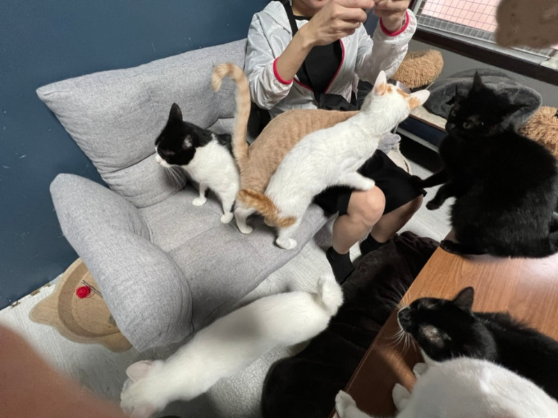 山口宇部あにまるらいふ猫丸カフェ部でかわいい猫たちとおいしいランチ