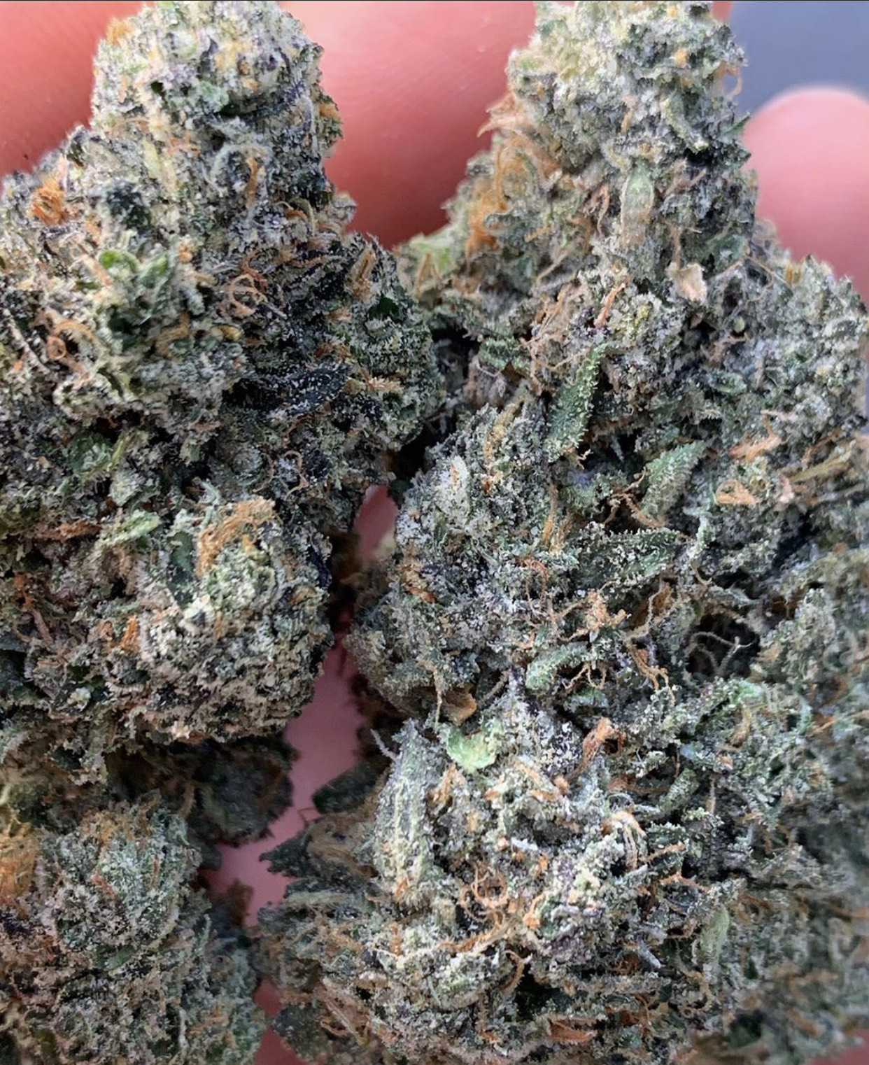 L.A. Zkittlez F2 Strain | 