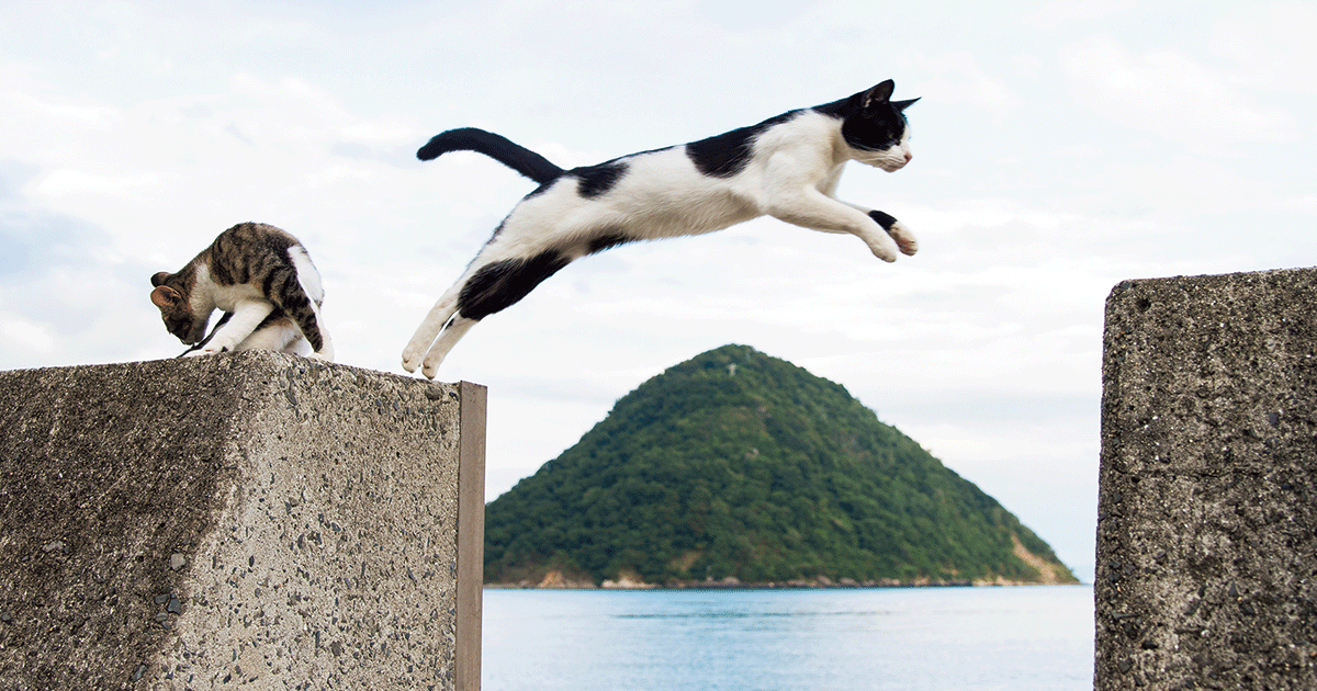 香川]話題の「飛びネコ」に会いに、瀬戸内海の「ネコ島」へ。 | Next