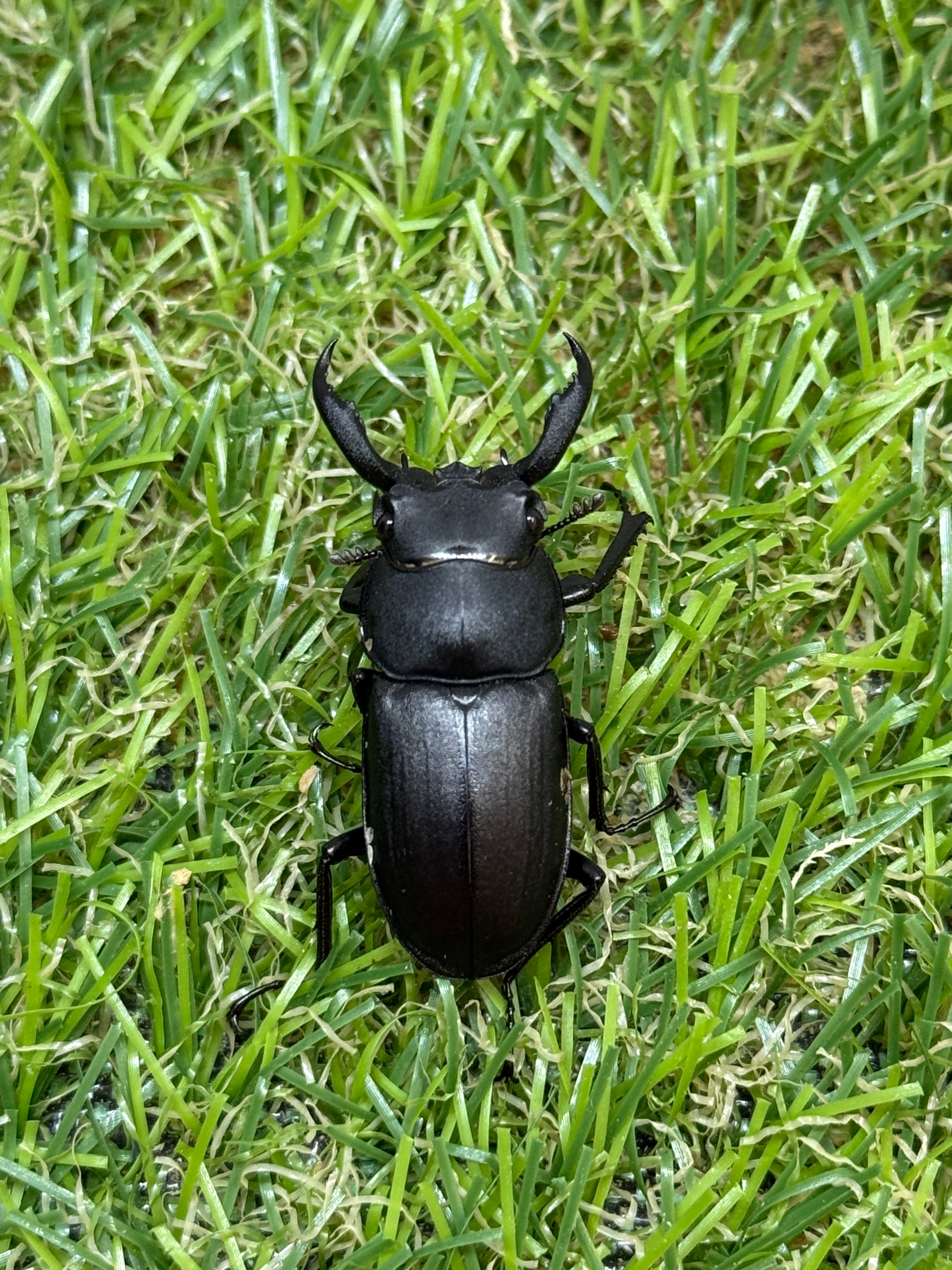 アマミシカクワガタ freeサイズ成虫ペア – 昆虫ショップNexus