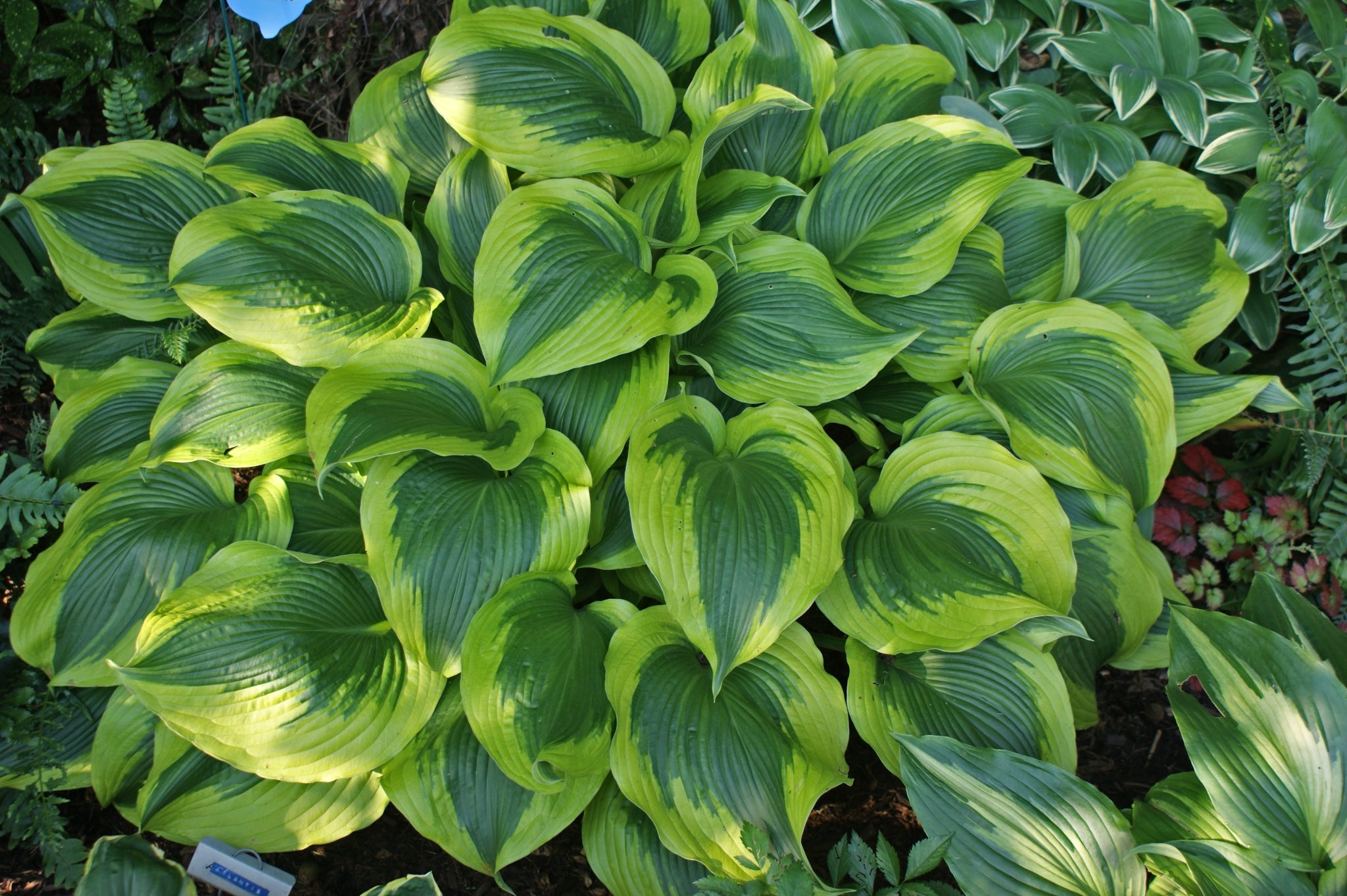 Atlantis Hosta Large Hosta Plant Sun Tolerant Slug Resistant – NH