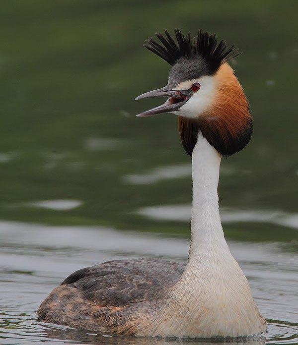 Podicipediformes - grebes Photo Gallery | Wildlife Journal Junior