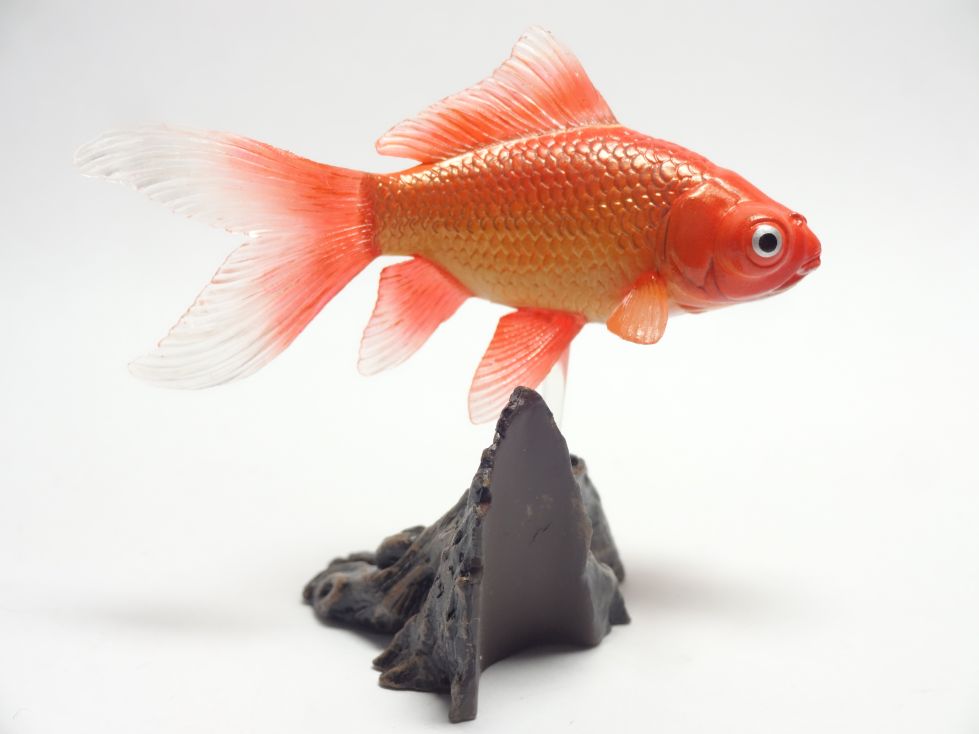 原色観賞魚図鑑改訂増補版