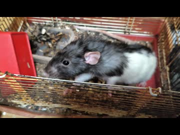 人気の「らっと」動画 228本 - ニコニコ動画