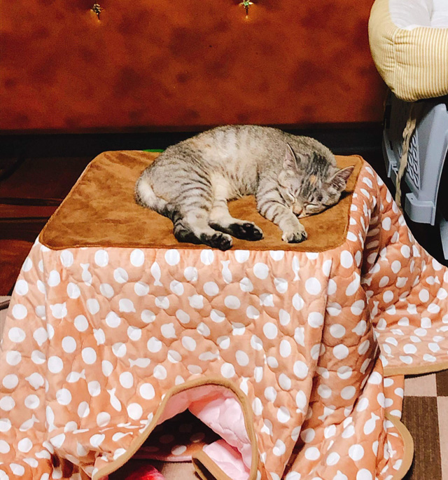 遠赤外線 にゃんこの和みこたつ マルカン 遠赤外線 にゃんこの 和み