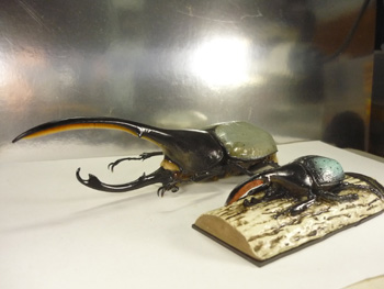 大型ヘラクレスリッキー標本145mm（ブルー系）