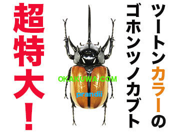 ゴホンツノギネス！と1位になりました。: 三足のわらじ