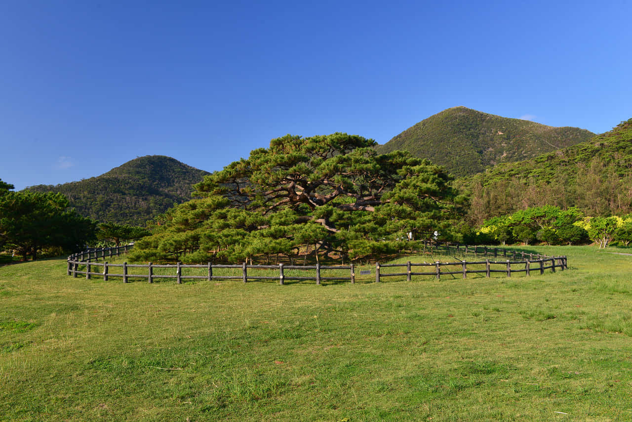 琉球泡盛 || 地域と育む泡盛 | 【沖縄県酒造組合公式】